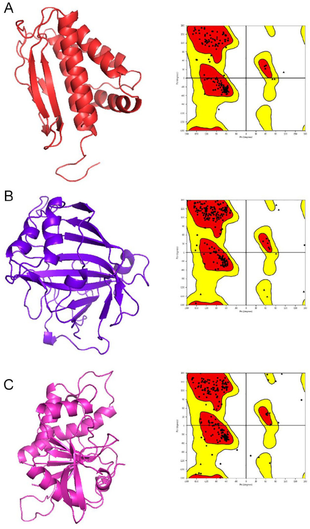 Three-dimensional structures modeled using homology modeling of MPXV proteins with their respective Ramachandran plots. (A) L1R, (B) E8L, and (C) H3L.