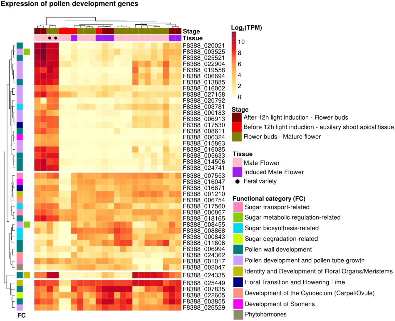 Expression patterns of genes associated with pollen development, classified into functional categories (FCs). “Stage” refers to the developmental stage of the samples, as reported in the SRA database.