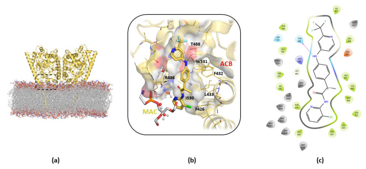 Details of the cluster b0 of the B3db1 binding mode of TPA14 in pocket 1 of rFAAH monomer B after 100 ns of MDs. (a) Global overview of the TPA14 binding site, indicated by the black dashed rectangle. (b) Zoom details of TPA14 (yellow stick) cluster b0 binding mode and its interactions with the surrounding key residues. (c) TPA14 2D diagram interaction obtained with Maestro GUI. Magenta arrow indicates the H-bond interaction with T488.