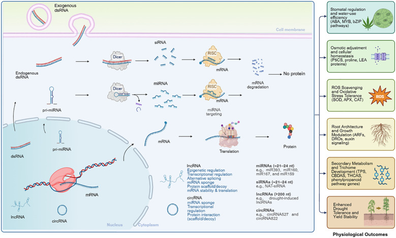 Illustration summarizing how exogenous and endogenous RNA molecules such as siRNA, miRNA, lncRNA, and circRNA regulate gene expression in plants, culminating in physiological outcomes like drought tolerance, metabolic changes, growth modulation, and enhanced yield stability, with relevant molecular pathways and regulatory examples highlighted.