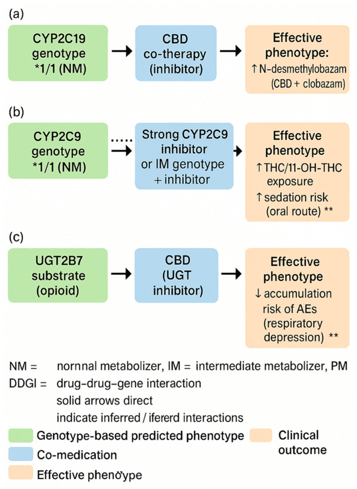 Phenoconversion and drug–drug–gene interactions (DDGIs) in cannabinoid therapy. (a) Schematic illustration of phenoconversion in patients treated with cannabinoids. A genetically predicted metaboliser status (e.g., normal metaboliser) can be converted into a functional poor, intermediate, or ultrarapid metaboliser phenotype by comedications (enzyme inhibitors/inducers), comorbidities, or environmental factors, leading to altered cannabinoid exposure and clinical response. (b) Conceptual overview of DDGIs in cannabinoid therapy. Cannabinoids, concomitant drugs, and pharmacogenetic variants in drug-metabolising enzymes (e.g., CYP450 isoforms) interact to increase or decrease cannabinoid plasma levels, which may impact efficacy, adverse effects, and dosing requirements. (c) Clinical consequences of phenoconversion and DDGIs, showing how altered metabolic phenotype changes cannabinoid plasma levels and leads to differences in efficacy and risk of adverse effects. * statistically significant difference at p < 0.05; ** statistically highly significant difference at p < 0.01. The dotted line represents the reference value (expected exposure with the genotype-predicted phenotype, i.e., no phenoconversion/no DDGI).