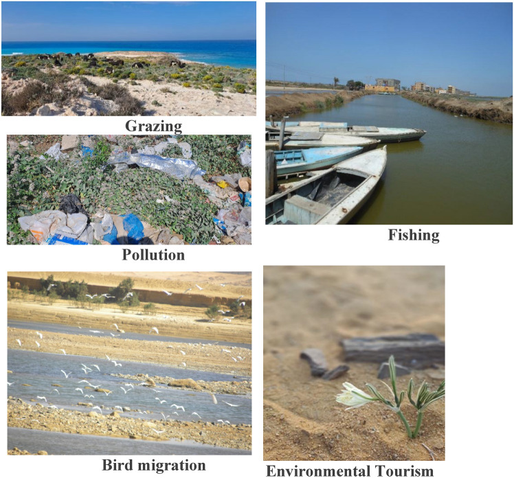 Pathways for the introduction of alien species in Egypt.