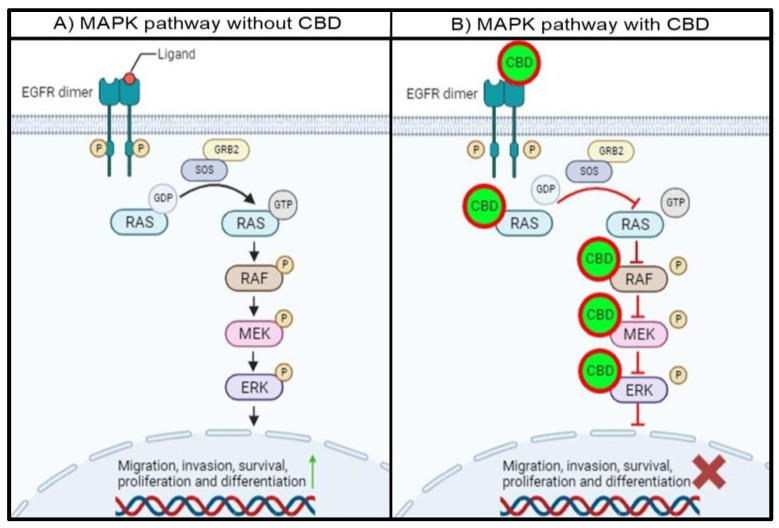 Proposed schematic representation of the MAPK pathway with and without CBD. (A) In the absence of CBD, the MAPK pathway remains hyperactivated due to the unregulated activation of EGFR and MAPK pathway proteins. (B) In the presence of CBD, the proteins in the EGFR/MAPK pathway are inhibited through the abovementioned mechanisms. This will lead to the cascade-like prevention of target protein activation, resulting in a decrease in the activation and expression of proteins associated with cell migration, survival, and proliferation, among others.
