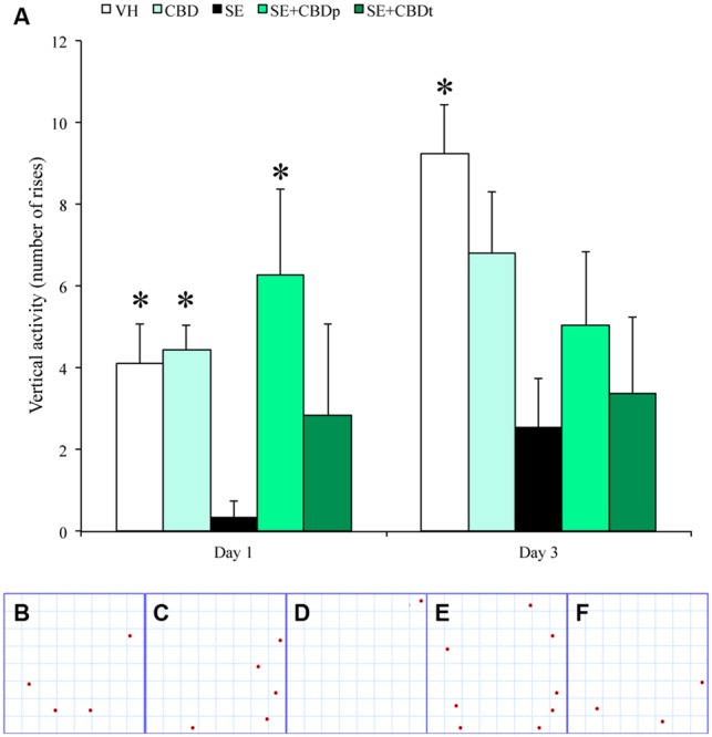 CBD action on vertical activity of rats submitted to pilocarpine-induced SE. One day after pilocarpine-induced SE, SE rats had a reduced vertical exploratory activity (measured as number of rises in the rat’s hind limbs), when compared to the controls (VH and CBD), and with SE rats pretreated with CBD (SE+CBDp). Representative images from the activity monitor showing the location of each rise from a VH rat (B), a CBD rat (C), a SE rat (D), a SE+CBDp rat (E), and a SE+CBDt rat (F). The red dots in B–F indicate the places within the activity monitor where the rats rose on its hind limbs. Three days after SE, SE rats had low vertical exploratory activity only when compared to VH group (A). The ∗ indicates difference from SE group and data are expressed as mean ± standard error.