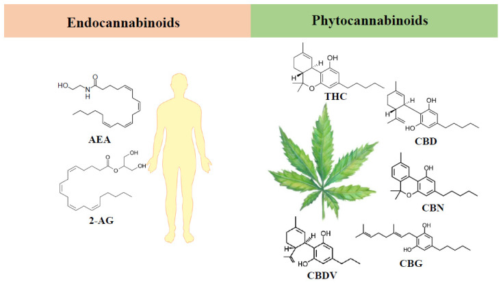 Chemical structures of the major endocannabinoids and phytocannabinoids. The endocannabinoids depicted are anandamide (AEA) and 2-arachidonoylglycerol (2-AG), and the phytocannabinoids are Δ9-tetrahydrocannabinol (THC), cannabidiol (CBD), cannabinol (CBN), cannabigerol (CBG) and cannabidivarin (CBDV).