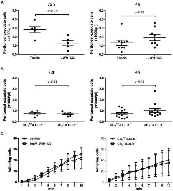 Inflammatory cell recruitment is differentially affected by CB2 receptor stimulation.A, Wild-type mice received intraperitoneal injections of 4% thioglycollate after pre-treatment with JWH-133 or vehicle control. Leukocyte recruitment into the peritoneal cavity was quantified after 72 and 4 h. Data represent mean ± SEM. Asterisks indicate significant change, defined as p<0,05. B, In parallel, thioglycollate-elicited accumulation of leukocytes in the peritoneal cavity was quantified in CB2 −/−/LDLR−/− mice and CB2 +/+/LDLR−/− control animals. Data for both 72 and 4 h stimulation are expressed as mean ± SEM. C, PMA-activated thioglycollate-elicited peritoneal leukocytes obtained from wild-type (Bl6) mice were allowed to adhere on TNFα-activated endothelial cells (EC) isolated by magnetic bead separation from wild-type mice in the presence or absence of 40 µM JWH-133. Adhering leukocytes were quantified under microscope after the indicated time points in the flow chamber (N = 3 each). In parallel experiments PMA-activated thioglycollate-elicited peritoneal leukocytes from CB2 −/−/LDLR−/− mice were allowed to adhere on TNFα-activated EC isolated from CB2 −/−/LDLR−/− mice. Adhesion was quantified and compared with the interaction of peritoneal leukocytes and EC isolated from CB2 +/+/LDLR−/− (N = 5 each). Pooled data represent mean ± SEM.