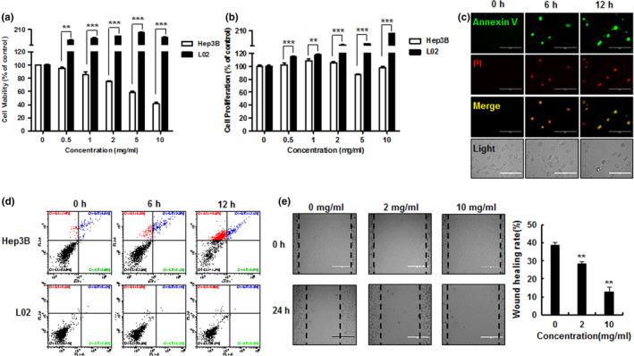 Effect of hemp peptides on cell viability, cell proliferation, apoptosis, and cell migration in Hep3B cells. Hep3B and L02 cells were treated with HP (0, 0.5, 1, 2, 5, and 10 mg/ml) for 24 hr. (a) Cell viability and (b) cell proliferation were measured by MTT colorimetric assay. (c) Hep3B cells were treated with 10 mg/ml HP for 0, 6, and 12 hr. Apoptosis was assessed by Annexin V‐FITC(green)/PI (red) fluorescence microscopy. (d). Hep3B cells and L02 cells were treated with 10 mg/ml HP for 0, 6, and 12 hr. Rate of apoptosis was analyzed by flow cytometry. (e). Hep3B cell migration assessed by wound healing assay after treatment with 0, 2, and 10 mg/ml hemp peptides (left panel); healing rate is shown together after hemp peptide treatment (right panel). Scale bars represent 100 μm; values are given as the mean of at least three independent experiments ± SEM (**p < .01, ***p < .001)