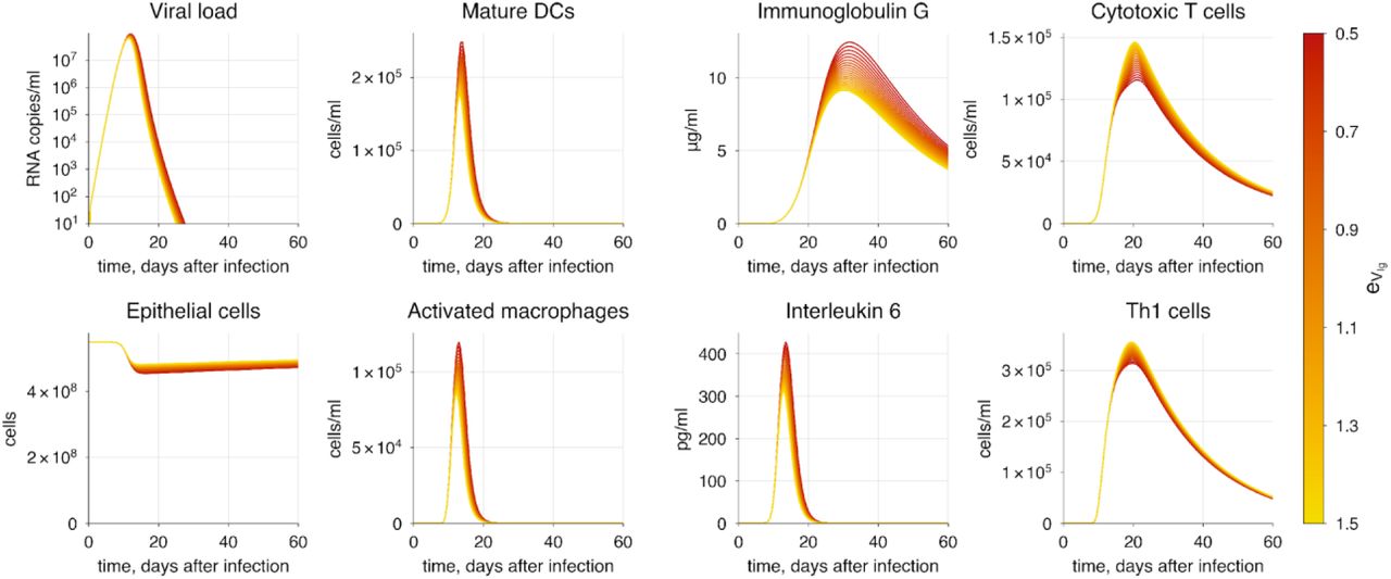 The baseline model solution with enhanced antibody-mediated virion neutralization. The varying parameter represents the rate of virion neutralization by antibodies. The transition from red to yellow indicates decreasing severity of COVID-19.