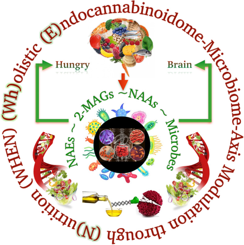 The (Wh) olistic (E)ndocannabinoidome-Microbiome-Axis Modulation through (N) utrition (WHEN) Model. How the hungry brain signals the homeostatic drive via the endocannabinoidome-gut microbiome axis. The consumption of a balanced diet leads to the endogenous synthesis of N-acyl-ethanolamines, 2-monoacylglycerols, N-acyl-amino acids, and hence also helps defining a healthy gut microbial ecosystem. The entwined matrix between the brain and gut, integrated with genetics, bioactive lipids, and lipid mediators 'interplay' acts on, among others, white and brown adipocytes, regulating energy homeostasis. Note (alphabetical order): 2-MAGs, 2-monoacylglycerols; NAAs, N-acyl-amino acids; NAEs, N-acyl-ethanolamines.