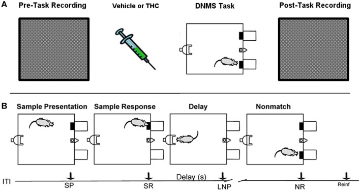 Rest (pre/post) and Delayed Nonmatch-to-Sample (DNMS) task recording paradigm. (A) Prior to each testing session, all rats were recorded in a white, rectangular plastic box for 25–30 min (pre-task recording). Upon completion of pre-task recording phase, the same rats were injected with either vehicle or delta-9-tetrahydrocannabinol (THC) 5–10 min before the start of delayed nonmatch-to-sample (DNMS) task. Immediately after completing the DNMS task, rats were put back into the same plastic chamber for another 25–30 min recording (post-task recording). (B) Progression of the DNMS task is illustrated. A 10 s Intertrial Interval (ITI) precedes the Sample Presentation (SP). Rats must make the Sample Response (SR) and remember the lever position throughout the variable 1–30 s delay that terminates after the Last Nosepoke (LNP). The LNP signals extension of both levers and rats receive a water reward (reinforcement) for appropriately making a Nonmatch Response (NR).