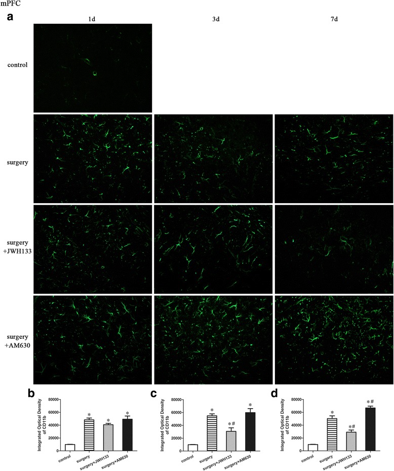 Surgery resulted in an increased expression of CD11b in the mPFC. JWH133 treatment alleviated the surgery-induced upregulation of CD11b in mPFC, while AM630 aggravated it. Representative immunofluorescence images show the expression of CD11b (green pixels) in the mPFC of mice 1, 3, and 7 days after surgery (a). Original magnification = ×200. Quantitative analyses of the immunofluorescence images (b–d). The data are plotted as the mean ± standard error of the mean for each group (n = 3 per group). *p < 0.05 versus the control group, # p < 0.05 versus the surgery group