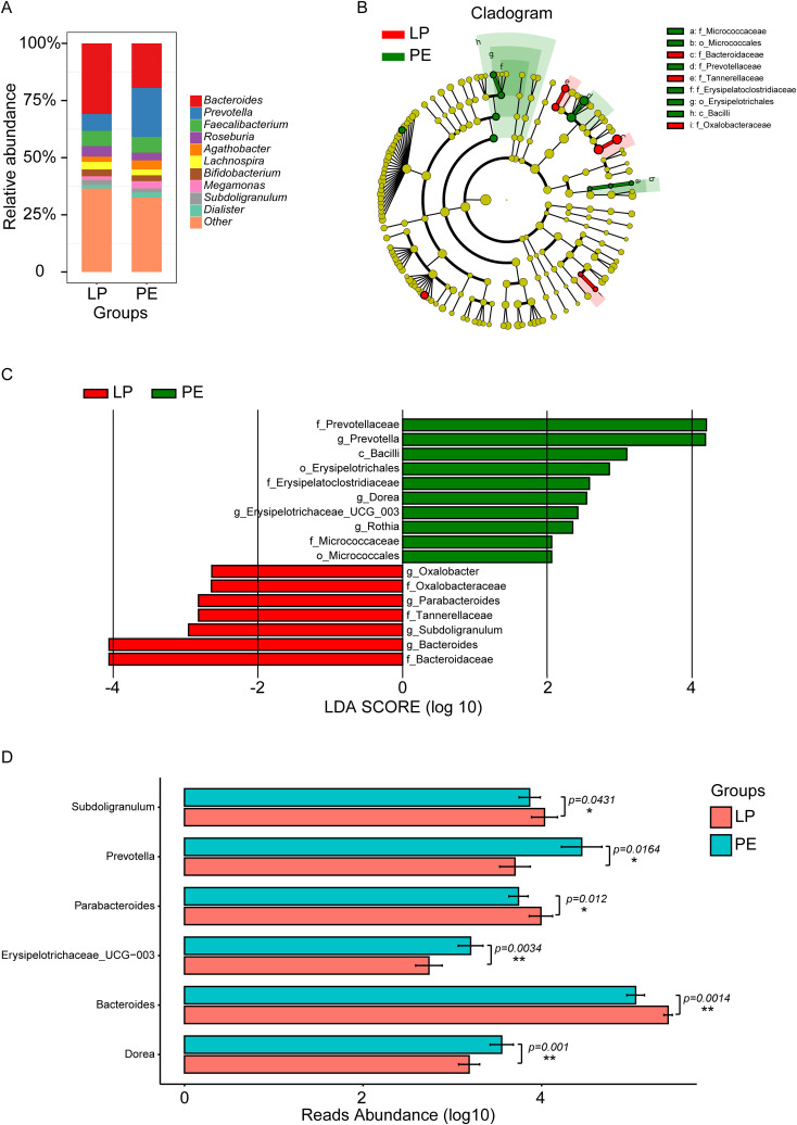 Composition and marker genera of gut microbiota in the LP and PE groups. (A) The relative abundance histograms of all genera in these two groups. The top 10 shared genera with high relative abundance were represented by different colors, including Bacteroides, Prevotella, Faecalibacterium, Roseburia, Agathobacter, Lachnospira, Bifidobacterium, Megamonas, Subdoligranulum, and Dialister, while the remaining genera with lower relative abundance were grouped as ‘other.’ (B) The phylogenetic tree illustrated the marker taxa based on the hierarchical relationship from phylum to species levels for these two groups. (C) The Wilcoxon rank sum test (LEfSe) (P<0.05, LDA>2) identified marker genera distinguishing between the LP group and the PE group. Prevotella, Dorea, Erysipelotrichaceae_UCG-003, and Rothia were identified as marker genera for the PE group, while Bacteroides, Subdoligranulum, Parabacteroides, and Oxalobacter were markers for the LP group. (D) Significant differences in genera between these two groups were acquired by the Univariate Test, including Subdoligranulum (p=0.0431), Prevotella (p=0.0164), Parabacteroides (p=0.0120), Erysipelotrichaceae_UCG-003 (p=0.0034), Bacteroides (p=0.0014), and Dorea (p=0.0010). *p<0.05, **p<0.01.
