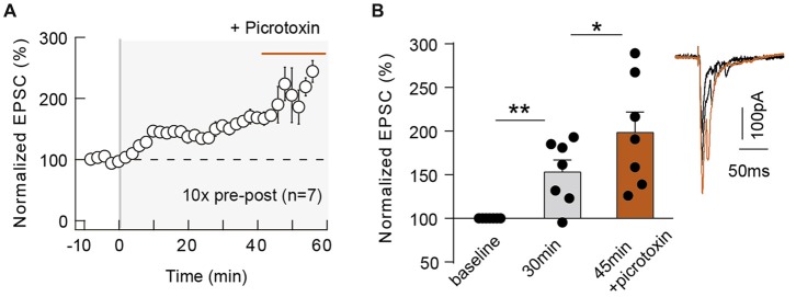 GABAergic circuits control the magnitude of 10 pairings-eCB-tLTP. Summary of the time course of tLTP induced by 10 pre-post pairings in control conditions (until 40 min after pairings) and during picrotoxin application (from 40 until 60 min; n = 7 cells from 4 rats; ΔtSTDP = +14 ± 1 ms; A). Summary bar graph illustrating an increase of tLTP upon GABAergic transmission blockade (B). Representative traces are the average of 15 EPSCs during baseline (black traces) and 50 min after STDP protocol (gray traces). Error bars represent SD. *p < 0.05; **p < 0.01.