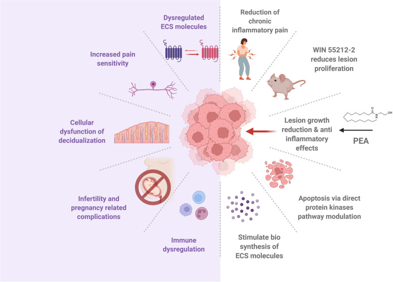 The endocannabinoid system in endometriosis pathophysiology. EMS has been associated with endocannabinoid dysregulation and deficiency that contributes to increased pain sensitivity, compromised decidualization, infertility, and related complications. Endometriotic lesions produce differential levels of endocannabinoids (ECs) but their role in disease progression versus bystander effect is not entirely known. In vivo studies have shown that synthetic cannabinoids and some ECs (palmitoylethanolamide-PEA) have anti-inflammatory effects and inhibit the proliferation of endometriosis (EMS)-like lesions in mice