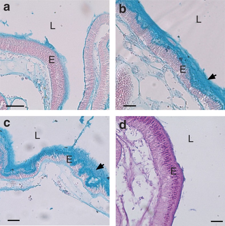 Two types of epithelium-associated mucus line the Ciona gut.A thin layer of mucus (a) covers the epithelium of the stomach in the adult gut, while thicker mucus (b,c) is found in the mid- to distal-gut epithelium. (a–c) Alcian blue staining suggests abundant acid mucopolysaccharides. (d) Staining with Alcian blue/periodic acid-Schiff identified neutral polysaccharides that were confined mostly to the intracellular vacuoles of the secretory epithelial cells forming the gut walls. Sections (a–c) were counterstained with nuclear fast red. Scale bars (a,c), 50 μm and (b,d) 25 μm. Arrows indicate two types of mucus: dense and layered (b) and loosely associated (c). E, epithelium; L, lumen.
