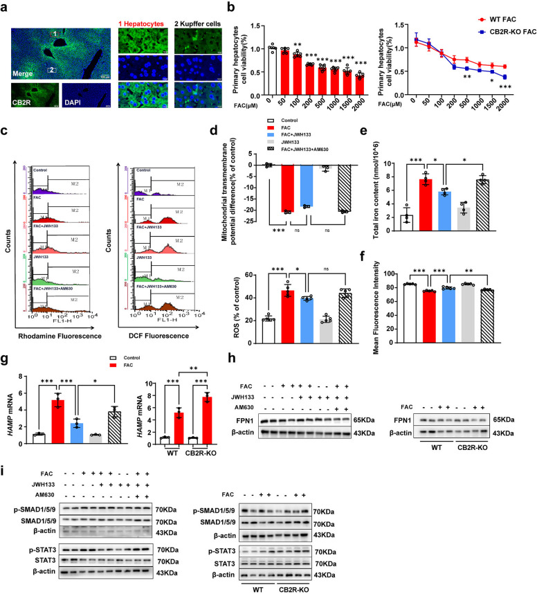 CB2R protects against iron-induced toxicity in hepatocytes by suppressing the STAT3/hepcidin pathway. a Immunofluorescence detection of CB2R localisation in liver (green). Nuclear counterstaining was performed with DAPI (blue, Scar bar = 100 and 20 μm). b Cell viability measured by CCK-8 assay across different concentrations of FAC, and comparison between WT and CB2R-KO hepatocytes (n = 6, 6 respectively). c Representatives of the flurometric assay on MMP and ROS in different treatment groups. d Summarized data demonstrated changes in MMP and ROS in hepatocytes (n = 3, 5 respectively). e Total cellular iron content (n = 4). f The level of LIP was detected by using flow cytometry (n = 5). g HAMP mRNA levels determined by qRT-PCR (n = 3, 3 respectively). h Representative Western blots of FPN1 protein, with β-actin as the loading control. i Representative Western blots of the upstream regulatory signaling molecules p-SMAD1/5/9, SMAD1/5/9, p-STAT3, and STAT3, with β-actin as the loading control. *P < 0.05, **P < 0.01, ***P < 0.001. Data are presented as the mean ± SD for each group. Individual data points are displayed as dots