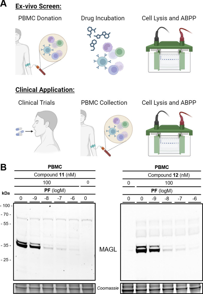 Fluorescent probes 11 and 12 are functional ABPP drug‐target‐occupancy probes in patient‐derived peripheral blood monocytes (PBMC). A) Schematic overview of either ex vivo target occupancy screens or clinical use to determine drug‐target engagement. B) SDS‐PAGE in gel fluorescence of MAGL‐specific ABPP probes 11 and 12 at 100 nM concentration is PF‐06795071 (PF) dose‐dependent. Both panels depict the same representative SDS‐PAGE at the respective fluorescent channel settings and Coomassie protein staining as a loading control.