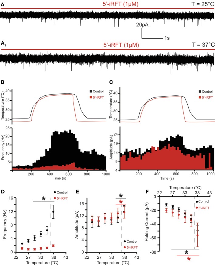TRPV1 antagonist prevents the potentiation of excitatory neurotransmission caused by TRPV1 activation to DMV neurons. (A) Continuous recording of mEPSCs in the presence of 5′-iRFT (1μM) and TTX (1μM) at 25°C (A) and after increase of temperature from 25°C to 37°C (A1). (B,C). The effect of TRPV1 antagonist on the increase of mEPSC frequency (B) and amplitude (C). (D–F). Summary for temperature response on mEPSC frequency (D), mEPSC amplitude (E), and total inward current (F) (n = 6). Black traces indicate control conditions. Red traces indicate recordings conducted in the presence of 5'-iRFT, a TRPV1 antagonist. Dashed-line indicates physiological temperature. *Significance (p < 0.05).