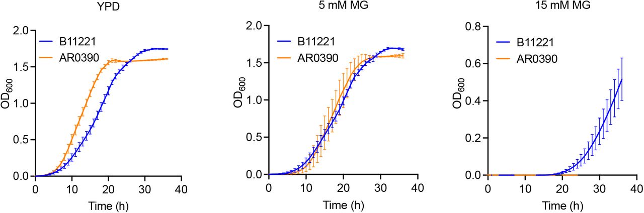C. auris strain AR0390 has a growth advantage over B11221 in YPD but loses that advantage in the presence of increasing concentrations of MG.Growth curves of B11221 (blue) and AR0390 (orange) in YPD (left), or YPD supplemented with 5 mM (middle), or 15 mM (right) MG. Data shown represent the mean ± SD for three independent experiments.