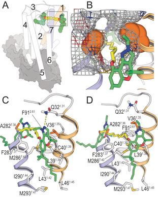 A) General view of the binding mode of bitopic ligand 22 into the orthosteric site and the vestibule of the CB2R‐Gi complex (depicted as cylinders for CB2R and grey surfaces for Gi). B) Mesh surface of Val361.35 and Ala2827.36 (spheres in orange) that formed the channel between TMs 1 and 7. C, D) Detailed views of the binding mode of 22 (C) and 25 (D) into the receptor vestibule obtained during the MD simulations (the longer spacer of 27 permits higher flexibility at the vestibule and some of these interactions are not observed, Figure S6). TMs 1 and 7 are shown in orange and blue, respectively; Val361.35 and Ala2827.36, which were mutated to Met, are shown in orange; and the pharmacophore units and spacer of bitopic ligands are shown in green and yellow, respectively.