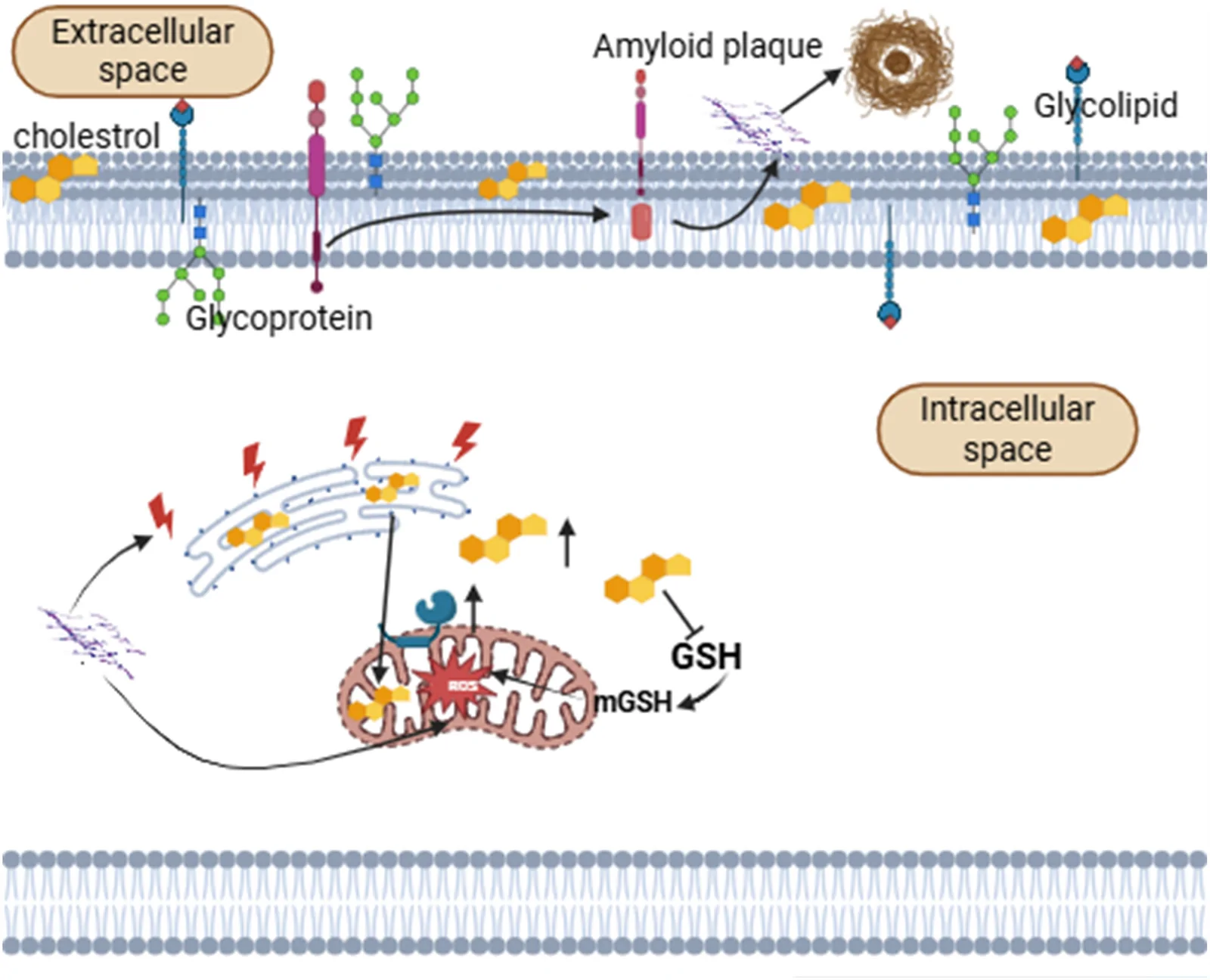 Role of lipid rafts and MAMs (mitochondria-associated ER membranes) in amyloidogenic AβPP processing. Lipid rafts rich in cholesterol and sphingolipids help β- and γ-secretases cleave AβPP, producing Aβ peptides that build up into plaques.