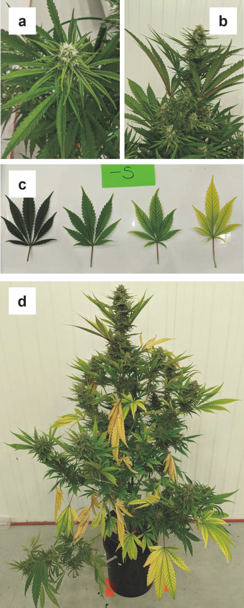 Progression of sulfur deficiency which first appeared as yellowing on the younger sugar leaves (a) and upward angled upper canopy fan leaves (b). In the following weeks, sulfur deficiency symptoms did not progress in the sugar leaves rather they progressed in fan leaves (c), as interveinal chlorosis, and were most severe in lower canopy fan leaves (d).