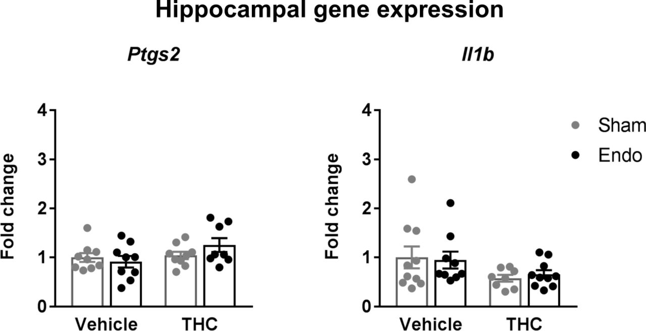 Gene expression levels of inflammatory markers in the hippocampus.mRNA levels of the genes coding for interleukin 1b (Il1b) and cyclooxygenase 2 (Ptgs2) remained unaltered. Error bars are mean ± SEM. Kruskal-Wallis. Endo, endometriosis; THC, Δ9-tetrahydrocannabinol. Figure 3 - Source Data.