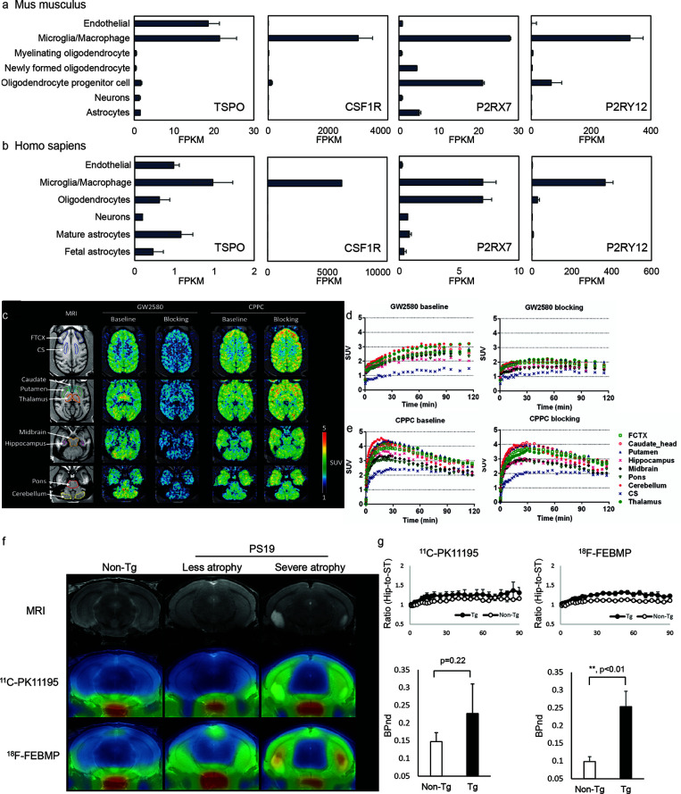 Cellular location of emerging neuroinflammation imaging targets. (A, B) The RNA expression of TSPO, CSF1R, P2RX7, and P2RY12 in mouse (A) and human (B) brain [based on RNA-Seq data (189, 190)]. FPKM, fragments per kilobase of transcript per million mapped reads. Reproduced from https://www.brainrnaseq.org and (189, 190) with permission. (C) Representative transverse planes of [11C]GW2580 and [11C]CPPC SUV 60-120min images of a monkey brain superimposed on the monkey’s own MR images at baseline and with a homologous blocker treatment. (D, E) Time–radioactivity curves of [11C]GW2580 and [11C]CPPC in various brain regions obtained from corresponding PET images. FCTX, frontal cortex; CS, centrium semi-ovale. Reproduced from (64) with permission from Sage Publication. (F, G) Tau lesion-associated microglial TSPO was more sensitively captured by in vivo positron emission tomography (PET) imaging with [18F]FEBMP than [11C]PK11195. T2 magnetic resonance imaging (MRI) images and PET images with [18F]FEBMP and [11C]PK11195 in non-transgenic, and PS19 mice with less and severe brain atrophy at 9 months of age (F). Time course of hippocampus (Hip)-to-striatum (ST) ratios of radioactivity and binding potential (BPnd) calculated by simplified reference tissue model with striatum as reference tissue showing significantly increased [18F]FEBMP but not [11C]PK11195 signal in PS19 compared with non-transgenic mice (G). Reproduced from (57) with permission from Sage Publication.