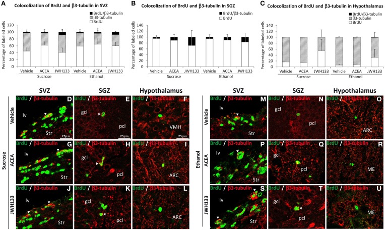 Quantification of the proportion of cells labeled with BrdU that expressed β3-tubulin in the SVZ (A), SGZ (B), and hypothalamus (C) of vehicle, ACEA and JWH133-treated rats fed with sucrose and ethanol diets. Bars represent the percentage of labeled cells in each experimental group. (D–U) BrdU and β3-tubulin co-expression in the rat brain. High-resolution confocal laser scanning photomicrographs showing the labeling of BrdU (green) and β3-tubulin (red) in the SVZ, SGZ, and hypothalamus of vehicle, ACEA and JWH133-treated rats fed with sucrose (left panel) and ethanol (right panel) diets. The arrowheads indicate co-expression. Scale bars are included in the left-upper images.