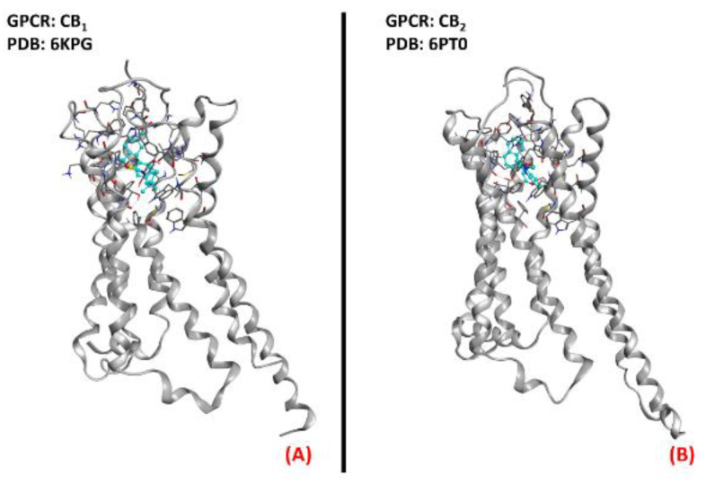 The structures of (A) the CB1 receptor (sourced from the Protein Data Bank, PDB code: 6KPG [137], method: cryo-EM, resolution: 3.00 Å) and (B) the CB2 receptor (sourced from the Protein Data Bank, PDB code: 6PT0 [138], method: cryo-EM, resolution: 3.20 Å). The images were created and rendered with MOE.