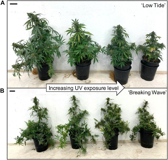 Gross plant morphology of representative (A) ‘Low Tide’ and (B) ‘Breaking Wave’ Cannabis sativa plants grown under (from left to right) minimum, low, moderate, and high UV exposure levels. Images were taken just prior to harvest (i.e., 9 weeks after the initiation of UV treatments). Note the white spots (powdery mildew) on the adaxial sides of leaves on the far-left plants in both images. The black scale bar at the upper left of each image is 5.0 cm.