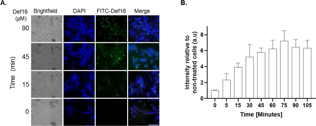 Time response of FITC-Def16 uptake into HeLa cells.(A) Cells were cultured with 6 µM of FITC-Def16 at 37 °C, followed by PBS washing and subsequent fixation with 4% PFA and post-fixation staining with DAPI. Images of cells were taken by confocal microscopy visualizing FITC-Def16 (green) and DAPI (Blue). Scale bar: 100 µm. (B) Quantification of FITC-Def16 fluorescence intensity. Bars show the mean green fluorescence intensity relative to non-treated cells and normalized to the number of cells. Values were measured using Color Threshold tab in Fiji. Values shown here are mean ± SD of three replicates.