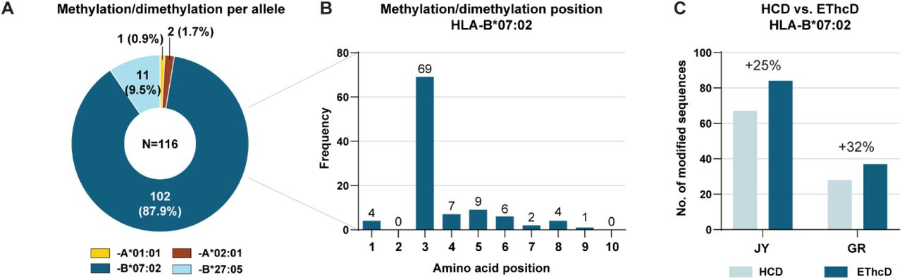 EThcD improves confidence in identification of post-translationally modified immunopeptides as exemplified by looking for Arg mono-methylated/di-methylated peptides in JY and GR samples.(A) The possible occurrence of mono- and di-methylation on Arg residues were searched for by using FragPipe in JY and GR samples. Their highly skewed distribution across predicted HLAs is depicted. (B) The positional frequency of mono- and di-methylations on Arg in HLA-B*07:02 predicted binders is strongly centered around P3. (C) Number of mono- and di-methylations on Arg residues in GR and JY for HLA-B*07:02 predicted binders were calculated as present in HCD (light blue bars) and EThcD (dark blue bars) data.