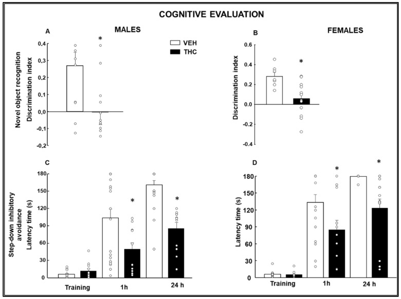 Cognitive changes in male and female mice exposed to dronabinol (THC) or its vehicle (VEH) were measured during gestation and lactation. The cognitive performance was evaluated from PND 28 and the following weeks until PND60. The novel object recognition (NOR; discrimination index: (A,B)) and the step-down inhibitory avoidance (SDIA; latency time to descend the platform at training 1 h and 24 h: (C,D)) tests were used to measure recognition and emotional memories, respectively. * p < 0.05, THC- vs. VEH-treated pups.