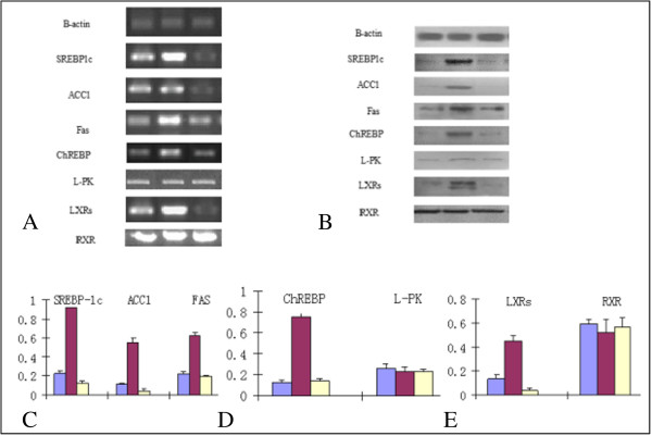 The expressions of lipogenesis factors in HepG2 liver cells. A. The mRNA expression of lipogenesis factors in HepG2 liver cells. B. The protein expression of lipogenesis factors in HepG2 liver Cells. C-E. The protein expression fold change. HepG2; HepG2-fatty; Rimonabant/HepG2-fatty. “Violet square symbol” HepG2 cell, “red square symbol” HepG2-fatty liver cell, “yellow square symbol” Rimonabant/HepG2-fatty liver cell.