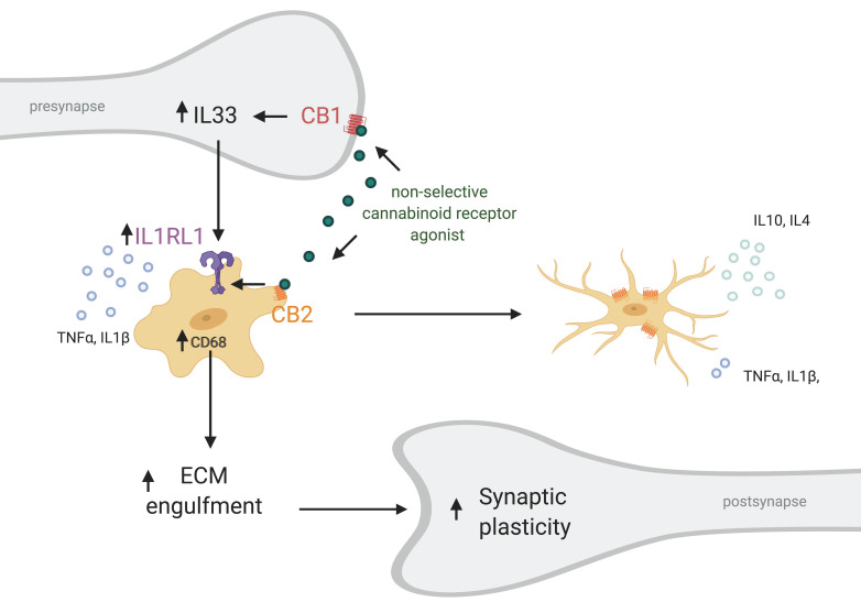 Putative role of CB2 in neuron-microglia communication through IL33–IL1RL1. Non-selective cannabinoid receptor agonist activates both CB1R on neurons and CB2R on microglia increasing the expression of IL-33 and IL1RL1, respectively. On one hand this leads to a shift from pro- to anti-inflammatory activation state (M1 to M2) of microglia, decrease in secretion of pro-inflammatory cytokines like TNFα and IL1β and increase in anti-inflammatory cytokines secretion including IL-10 and IL-4. Simultaneously, IL1R1 activation increases phagocytic capabilities of microglia via CD68 regulation and subsequently engulfment of extracellular matrix components by microglia. This in turn results is increased synaptic plasticity. Small arrow (↑) indicates an increase. Created with BioRender.com.