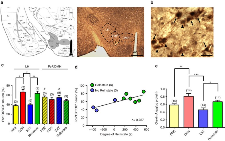 Restraint stress increased the number of c-fos-expressing orexin neurons in the LH and orexin A levels in the VTA.(a,b) A representative hypothalamic section taken at the level of (a) the LH and PeF/DMH or (b) the LH (reproduced from ref. 52) from a pre-conditioned mouse. Scale bars: (a) 300 μm, (b) 20 μm. Orexin A (OX+) was labelled by DAB (ref. 18) and c-fos (Fos+) was labelled by DAB with nickel (black in nucleus). Arrows indicate neurons doubly immunoreactive for orexin A and c-fos (Fos+OX+). Arrowheads indicate orexin neurons without c-fos staining. 4 V: the fourth ventricle. (c) The number of Fos+OX+ neurons as a percentage of total OX+ neurons, which reflects the percentage of activated orexin neurons, in the LH or PeF/DMH at each stage (PRE: n=3; CON: n=3; extinction: n=9; reinstatement: n=9, *P<0.05; **P<0.01, one-way ANOVA with Newman–Keuls post hoc test; #P<0.05, paired t-test). (d) The association between the number of activated LH orexin neurons and the degree of reinstatement, expressed by the CPP score difference between reinstatement and extinction stages. Note that there is a positive linear correlation between the number of activated orexin neurons and the degree of reinstatement of cocaine CPP in mice whether (green dots) or not (blue dots) restraint stress reinstated cocaine CPP. n=9, r=0.787, P<0.05. (e) The average level of orexin A in the VTA homogenate at each stage of cocaine CPP. (PRE: n=15; CON: n=14; extinction: n=14; reinstatement: n=14, *P<0.05; **P<0.01; ***P<0.001, one-way ANOVA with Newman–Keuls post hoc test). Data are expressed as mean±s.e.m.