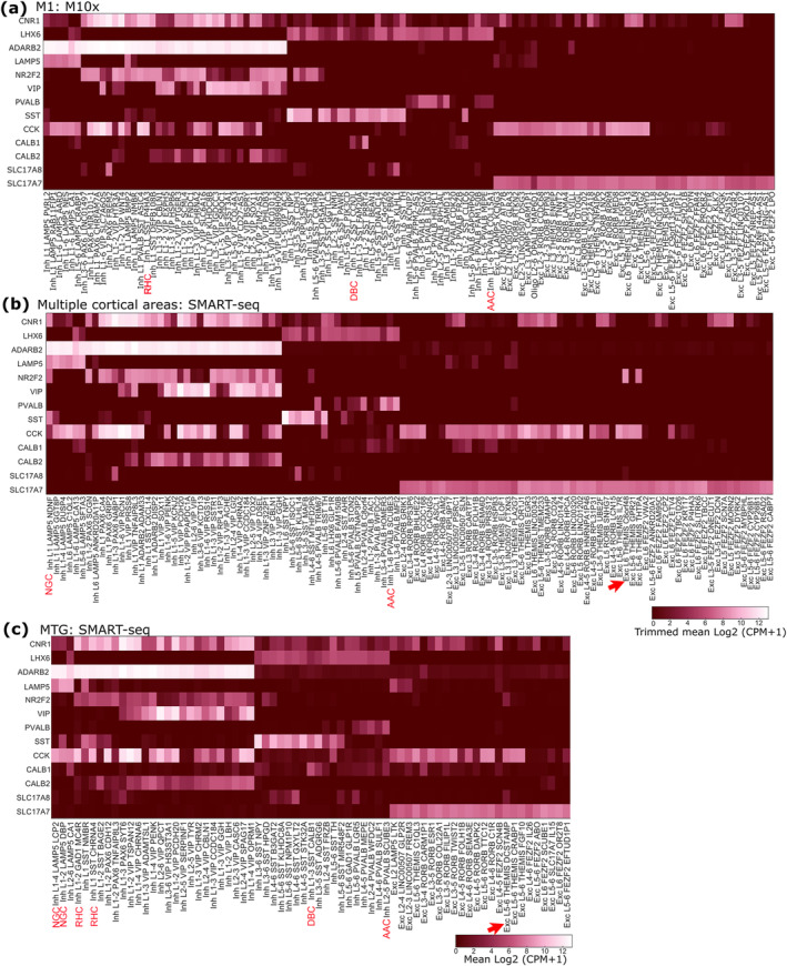 Analysis of the differential expression of CNR1 and SLC17A8, associated with some GABAergic or glutamatergic neuronal cell type markers in the Allen Institute human cortical transcriptomic data sets. Heatmaps of mRNA expression in three transcriptomic data sets (a–c) available at http://celltypes.brain‐map.org/rnaseq/. (a) Data obtained from post‐mortem tissue samples taken from human primary motor cortex and processed using the 10× Genomics RNA‐seq methodology; trimmed means are shown. (b) Data set covering multiple cortical areas (middle temporal gyrus, anterior cingulate cortex, primary visual cortex, primary motor cortex, primary somatosensory cortex and primary auditory cortex), profiled using SMART‐seq v4; trimmed means are shown. (c) Middle temporal gyrus shows SMART‐seq v4 processed data (2018 set), as untrimmed means. Note that the datasets differ in their cluster identifiers. Many GABAergic neuronal groups express CNR1, which strongly, but not completely, overlaps with the expression of adARB2, NR2F2, VIP, CCK and CALB2, but infrequently with the expression of SST and PVALB. Very few GABAergic neuronal groups express SLC17A8 (for VGLUT3). Some easily identifiable GABAergic cell types such as rosehip cells (RHC), neurogliaform cells (NGC), double bouquet cells (Dbc) and axo‐axonic cells (AAC) are indicated. A number of SLC17A7 expressing (glutamatergic) neuronal types frequently express CNR1, but only one group Exc L6 THEMIS C6orf48 (arrow in b) has some cells also expressing SLC17A8. In the middle temporal gyrus, the group Exc L5‐6 THEMIS DCSTAMP (arrow in c) has several cells expressing SLC17A8 as well as SLC17A7.