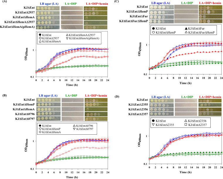 Cell viability and bacterial growth under iron-replete conditions, iron-depleted conditions, and iron-depleted conditions with hemin as the sole iron source. For cell viability, logarithmic-phase bacterial cells tested at 2 × 105 CFU/μL were 10-fold serially diluted. Five microliters of the bacterial suspension was spotted onto LB agar plates as indicated. The growth of bacterial cells was recorded after a 24-h incubation at 37°C. The concentrations of DIP and hemin added are 50 μg/mL and 150 μM, respectively. For bacterial growth, bacterial cells cultured overnight were inoculated into the indicated medium at an initial OD450 of 0.15. Bacterial growth was recorded by monitoring the OD450 for 24 h at intervals of 1 h. Blue, green, and red lines indicate iron-replete conditions (LB broth), iron-depleted conditions (LB plus DIP), and iron-depleted conditions with hemin as the sole iron source (LB plus DIP and hemin), respectively. All experiments were performed at least three times, and one was selected as a representative experiment. (A) Roles of smlt2937 and hemA (smlt0795) in hemin acquisition. (B) Role of the hemP-hemA-smlt0796-smlt0797 operon in hemin acquisition. (C) Roles of fur and hemP in hemin acquisition. (D) Roles of smlt2355, smlt2356, and smlt2357 in hemin acquisition.