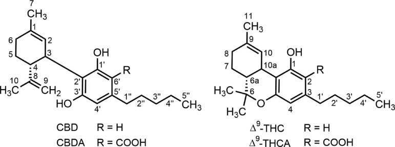 Chemical structures and numbering system for CBD and Δ9- THC type cannabinoids. CBD, cannabidiol; THC, tetrahydrocannabinol.