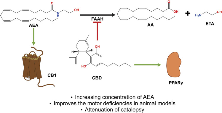 CBD acts as an indirect agonist of the CB1 receptor by inhibiting the enzyme that degrades AEA and FAAH, thus increasing the concentration of said eCB, which has a greater affinity to activating CB1, thus exerting neuroprotective and antiparkinsonian effects. In addition, CBD activates the PPARγ receptors, which have been shown to be involved in neuroinflammatory processes. Abbreviations: CBD, cannabidiol; CB1, cannabinoid receptor type 1; AEA, anandamide; FAAH, fatty acid amide hydrolase; eCB, endocannabinoids; PPARγ, peroxisome proliferator activated receptor γ.