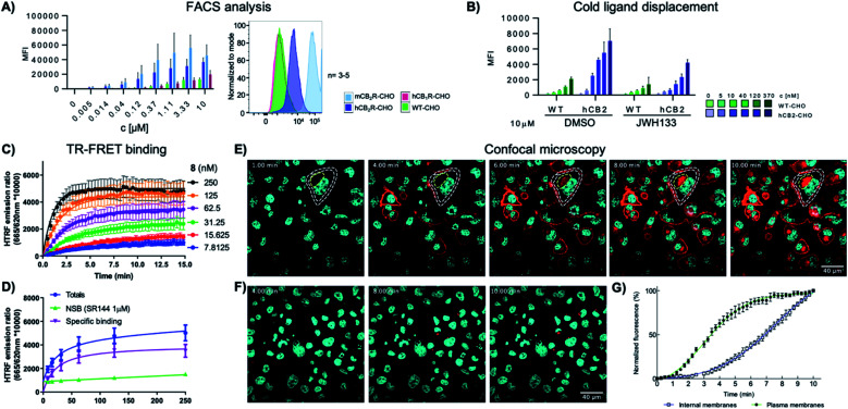 (A) FACS analysis of the mean fluorescent intensity (MFI) of WT, hCB2R, mCB2R and hCB1R overexpressing CHO cells at different concentrations of 8-SiR. (B) FACS analysis of the MFI of WT and hCB2R-CHO cells pre-treated with JWH133 (10 μM) and stained with different concentrations of 8-SiR; see ESI† for details. (C and D) TR-FRET characterization of 8-SiR binding association (C) and saturation analysis (D) using HEK-hCB2R cell membranes. (E and F) Time-lapse confocal microscopy frames for hCB2R (E) and hCB1R (F). CHO cells co-stained with 8-SiR (red) and Hoechst 33342 (cyan, nucleus counter stain) at 1, 4, 6, 8 and 10 min; plasma and internal membranes are highlighted with white and yellow dashes, respectively. (G) Association curve of 0.4 μM 8-SiR on plasma membrane and internal membranes of hCB2R-CHO cells. See also ESI Videos S1 and S2.†