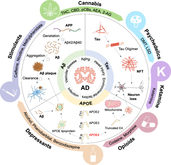 Schematic of molecular insights into AD etiology and psychoactive substances. Excessive Aβ aggregation, tau protein phosphorylation and APOE are the main characteristics of AD pathogenesis. Other risk factors include aging, head injury, vascular disease, infection and environmental factors. Briefly, altered APP processing leads to overproduction of Aβ, particularly the more aggregable isoform Aβ42, resulting in an increased Aβ42/Aβ40 ratio. Tau protein hyperphosphorylation impairs its microtubule-stabilizing function, leading to its aggregation into nerve fiber knots and finally causing neuronal death and damaging neural networks. APOE4 also significantly increases the risk of AD. Structurally intact APOE4 prevents Aβ clearance and promotes Aβ deposition, while structurally incomplete APOE4 always acts as a neurotoxic factor and causes neuronal death via promoting tau deposition and mitochondrial dysfunction. The main psychoactive substances showing potential therapeutic efficacy in AD include CNS depressants and stimulants, cannabis, psychedelics and opioids
