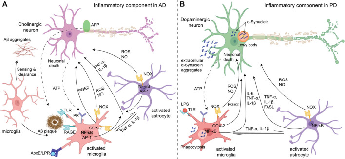 (A) Inflammatory components in Alzheimer’s disease (left): initially, microglia act as neuroprotectants that can sense and migrate to the Aβ aggregates. The Aβ aggregates interact with different cell surface receptors (TLR and RAGE) of microglia which induce activation of some transcription factors such as NF-kB and AP-1 and produce reactive species (ROS and NO) and cytokines (microglial activation). However, under sustained inflammation, activated microglia exhibit compromised Aβ clearance ability due to impaired ApoE/LRP uptake, while the production of ROS and inflammatory mediators remains unaltered which directly causes apoptosis/necrosis in neurons. Activated microglia can also activate astrocytes by releasing cytokines which in return can further activate the microglia. In addition, ATP released from neuronal death activates microglia via the purinergic receptors (PR), and collectively, a feed-forward loop is established. (B) Parkinson’s disease (right): intracellular deposition of α-synuclein known as Lewy bodies caused stress in dopaminergic neurons, while the oligomeric α-synuclein in the extracellular space causes activation of glia cells (microglia and astrocytes) in a similar manner to amplify the neuroinflammation and oxidative stress causing the death of dopaminergic neurons. Adapted with permission from (Glass et al., 2010).