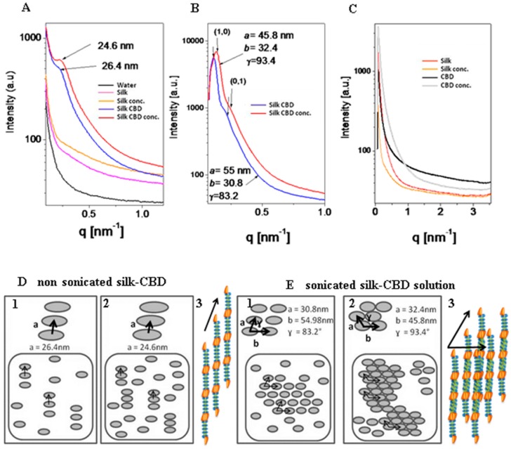 (A–C) Radially integrated solution small-angle X-ray scattering intensity from silk and silk-CBD non-concentrated and concentrated (conc.) samples before (A) and after sonication (B,C); (D,E) Schematic illustration of the silk-CBD hierarchical order in non-concentrated (D1,E1) and concentrated (D2,E2) samples, before (D) and after sonication (E). Models of the structures of self-assembled silk-CBD subunits before (D3) and after (E3) sonication. The orange units represent the CBD moiety and the green and blue units represent the crystalline domains and the less crystalline regions of the silk monomer, respectively.