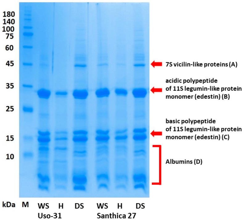 SDS-PAGE profiles of evaluated defatted products derived from seeds of two hemp cultivars under reducing conditions (WS—defatted flour from whole seeds; H—defatted flour from milled hulls; DS—defatted flour from dehulled hemp seeds, M—protein molecular weight standard ROTI®Mark Tricolor Xtra, Carl Roth GmbH + Co. KG, Karlsruhe, Germany).