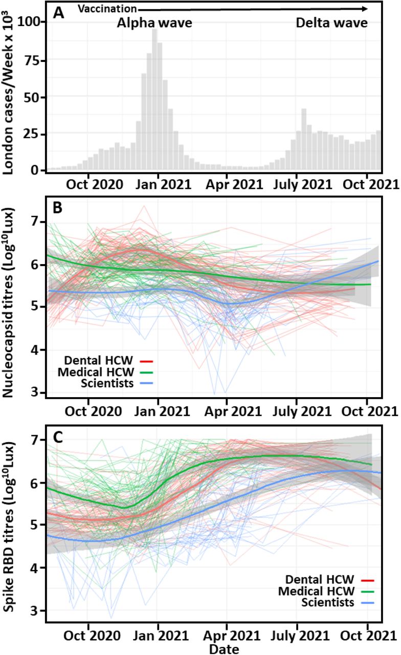 GloBody-detected trajectory of SARS-CoV-2-specific antibody responses in London- based dental healthcare workers, medical healthcare workers and scientists during the COVID- 19 pandemic.(A) The number of cases of COVID-19 per week in London during the period of sample collection were obtained from public weekly United Kingdom Government figures. (B, C) Serum samples were taken at monthly intervals from Royal London Hospital-based dental healthcare workers (HCW. Red), medical HCW (Green line) and scientists (Blue line) during the COVID-19 pandemic. These were assayed for: (B) Anti-nucleocapsid and (C) Anti-RBD IgG antibody responses using (B) nucleocapsid or (C) Spike RBD GloBody assays. GloBody:anti-viral antibody complexes were captured using protein G and quantitated following the addition of nanoluciferase substrate. The results represent detected light emitted (Lux units) from triplicate samples and show individual (thin lines), the mean (wide bold line) and standard deviation (grey).