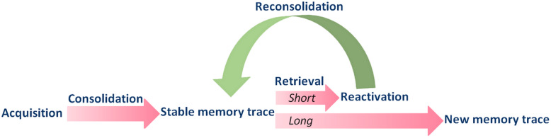 The process of aversive memory formation, extinction, and reconsolidation. Immediately after an emotionally relevant experience, the acquired memory undergoes the gradual process of consolidation. Upon retrieval, a brief but sufficient conditioned stimulus exposure event induces memory reactivation or destabilization. In other words, the stable memory trace becomes labile again and, thus, its emotional content is modifiable until the reconsolidation stage is ended. Based on this, drugs aiming at interfering with reconsolidation can be administered after memory reactivation. After a prolonged or repeated period of memory retrieval, the extinction process is triggered, leading to the formation of a new memory trace that competes and inhibits the original aversive memory, reducing fear responses. Drugs that potentiate/facilitate memory extinction are usually administered before extinction learning. Other phases (e.g., consolidation) of memory extinction can also be targeted, although it has scarcely been explored. As reviewed here, low doses of THC attenuate aversive memory expression through anxiety reduction, extinction facilitation, and reconsolidation impairment (currently shown in laboratory animals only)
