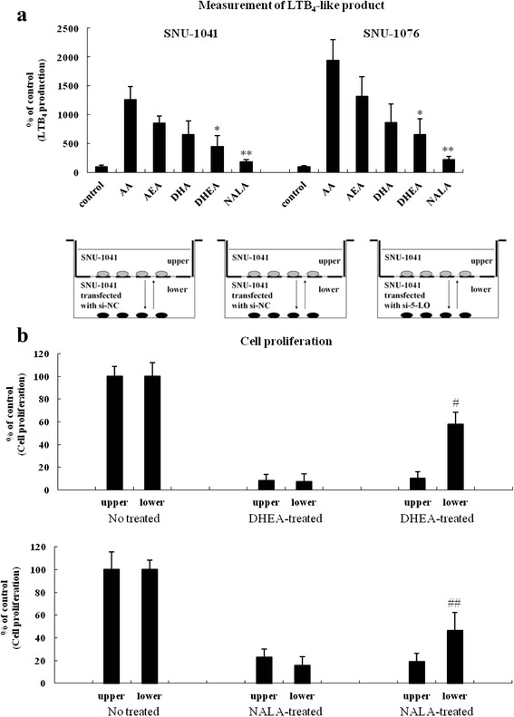The anti-cancer effects of DHEA and NALA are not mediated by any products generated by the 5-LO pathway. a SNU-1041 and SNU-1076 were treated with AA, AEA, DHA, DHEA and NALA (20 μM). At 4 h, cells were subjected to the LTB4 EIA. Results are expressed as a percentage relative to control (% of control). b SNU-1041 cells were transfected with 200 nM of siRNA against 5-LO or si-NC and placed at once in the lower side of a transwell chamber. Then SNU-1041 cells (with no transfection) were seeded in the upper part and co-cultured for 48 h. Subsequently, cells were treated with 30 μM of DHEA or NALA for additional 48 h. Both cells (in upper and lower side) were separately applied to the cell proliferation assay. Results are expressed as a percentage relative to control (% of control). P values were based on comparison with control (*P < 0.01, **P < 0.05) or DHEA/NALA-treated group (# P < 0.005, ## P < 0.05)
