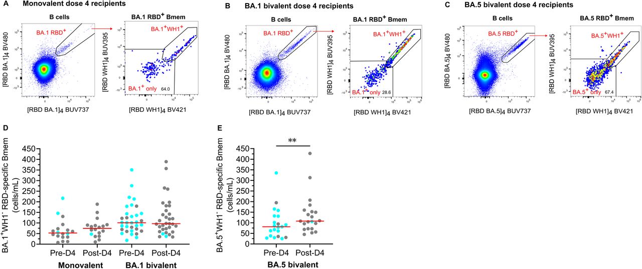 Omicron-only Bmem are increased by a BA.5 bivalent, but not a BA.1 bivalent or monovalent fourth dose booster(A-B) Gating of BA.1+ only Bmem, negative for WH1 RBD binding, within BA.1 RBD-specific Bmem. Performed on monovalent and BA.1 bivalent dose 4 recipients. (C) Gating of BA.5+ only Bmem, negative for WH1 RBD binding, within BA.5 RBD-specific Bmem. Performed on BA.5 bivalent dose 4 recipients. (D) Absolute numbers of BA.1+WH1- Bmem before and 4-weeks post-monovalent or BA.1 bivalent dose 4. (E) Absolute numbers of BA.5+WH1- Bmem before and 4-weeks post-BA.5 bivalent dose 4. Monovalent, n=18; BA.1 bivalent, n=33; BA.5 bivalent, n=21. Blue dots denote any confirmed SARS-CoV-2 BTI before pre- or 4-weeks post-dose 4 sampling. Wilcoxon matched-pairs signed rank test for paired data. **p<0.01.